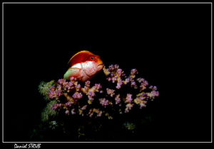 Last weeks dives in Masa Nakari :-D by Daniel Strub 